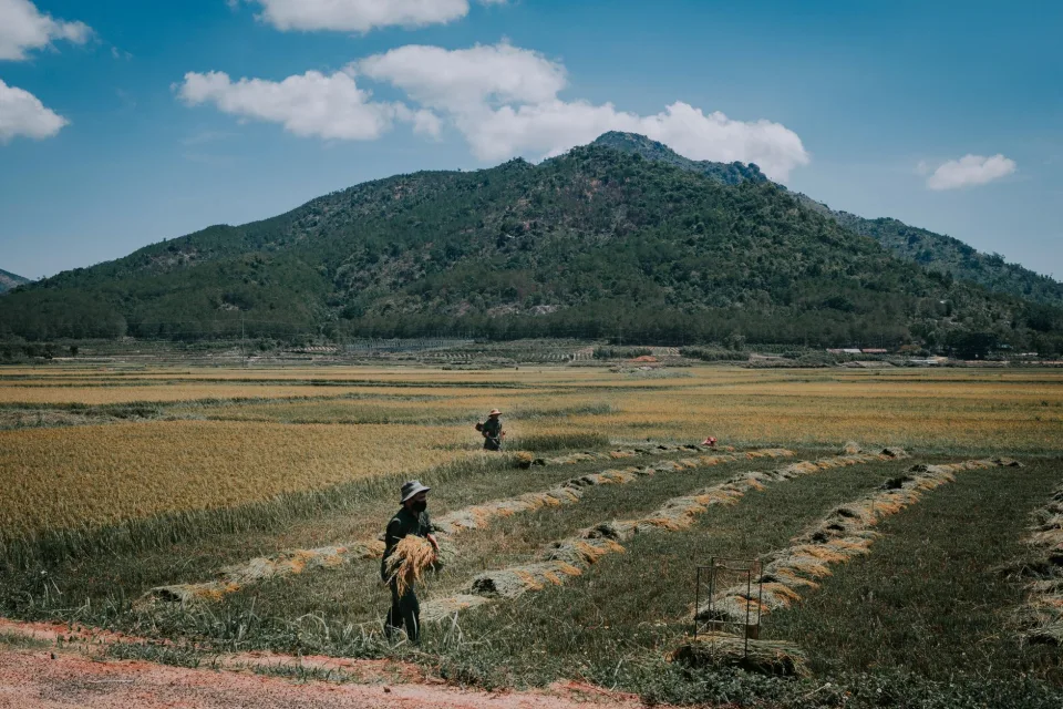 Kho gạo của Nguyễn Thị Hồng Sương